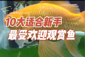 适合养鱼新手，最受欢迎的十大观赏鱼，皮实好养，太美了！