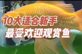 适合养鱼新手，最受欢迎的十大观赏鱼，皮实好养，太美了！视频封面