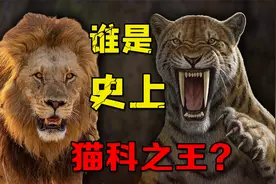 史上最强十大猫科：老虎未能上榜，史前巨狮重达半吨视频封面