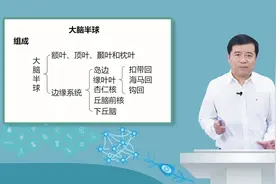 大脑半球基底节区 - 神经系统的定位诊断视频封面