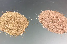 水拉饵是海藻还是冰粉籽？别瞎猜，看开饵的对比演示吧