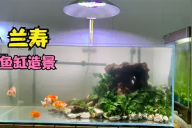 90厘米兰寿鱼缸造景，谁说养金鱼不能放沉木