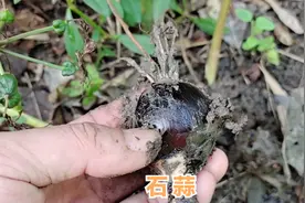 用于利水消肿、散结解毒的 “石蒜”，快跟农村大叔来认识一下