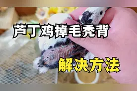芦丁鸡掉毛秃背怎么办？经常啄掉毛还能长回去吗？试试这个方法吧