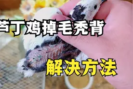 芦丁鸡掉毛秃背怎么办？经常啄掉毛还能长回去吗？试试这个方法吧