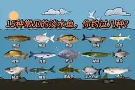 15种常见的淡水鱼你钓过几种？很多老钓鱼人也未必都钓过视频封面
