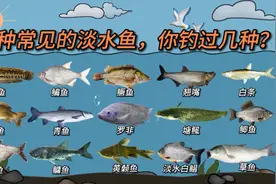 15种常见的淡水鱼你钓过几种？很多老钓鱼人也未必都钓过视频封面