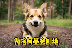原来柯基刨地，是为了这几件事！视频封面