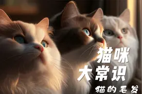 猫咪大常识-猫的毛发