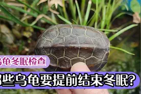 哪些乌龟需要提前结束冬眠？乌龟冬眠检查发现问题后的处理方法视频封面