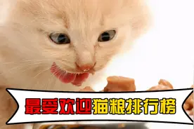 最受欢迎猫粮排行榜视频封面