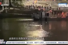 顺德：中华白海豚惊喜现身内河，专家赶赴现场勘察|今日最新闻视频封面