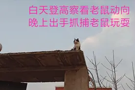 猫咪成精了！白天登高察看动向，晚上出手抓捕老鼠，老鼠全家已疯视频封面