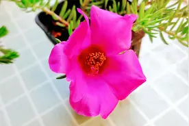 太阳花不开花？做好3件事，花苞满枝头视频封面