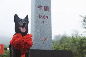 再见，我的无言战友，感谢你8年来的“犬”力以赴！视频封面