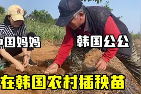 妈妈让韩国公公刮目相看，锄地插秧干净利落，感叹：种地有意思！视频封面