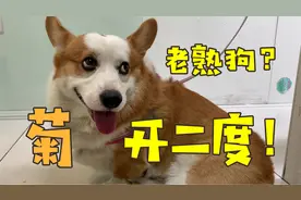 菊开二度！柯基吃骨头又卡住了，边走边拉惨遭二次爆菊视频封面