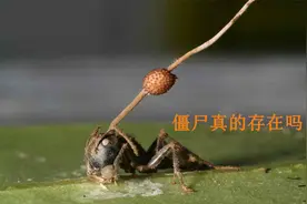 僵尸是真实存在的？一种让昆虫变成僵尸的真菌视频封面