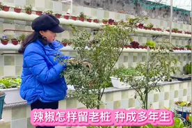 冬季辣椒停止生长后把辣椒摘了 修剪后留成老桩来年照样开花结果视频封面