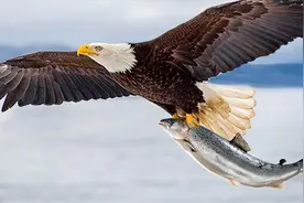 动物世界—纪实鹰的空中翱翔及捕食猎物