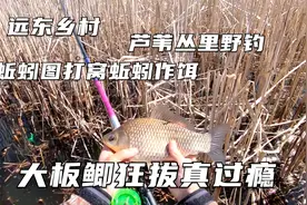 远东乡村芦苇地 用蚯蚓土打窝蚯蚓作饵 竿竿狂拔大板鲫很是过瘾视频封面