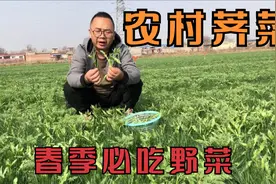 春季必吃的野菜荠荠菜，陕西这块“宝地”竟然这么多，做菜卷一绝视频封面