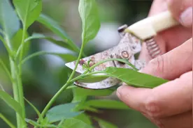 盆栽辣椒苗刚长芽就要剪？不理解？看完就明白了视频封面