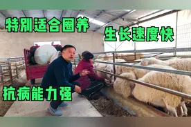 新品种肉羊，致富好品种，长肉快产仔多，大家来欣赏了解下视频封面