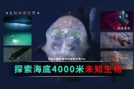 人类目前只探索了5%的海洋，在我们仰望星空时，脚下世界依然神秘视频封面