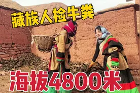 海拔4800米的牧区牛粪很珍贵！藏族姐妹囤满屋子，烧火垒墙都得用视频封面