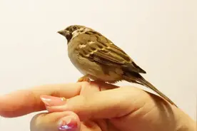 农村“麻雀养不活”，不捉家雀当宠物，活活能把自己“气死”视频封面