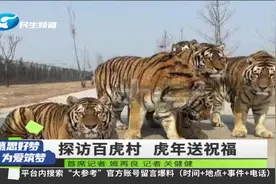河南濮阳：一村庄中“藏”有近80多头猛虎，虎年都来沾沾虎福气视频封面