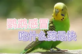 鹦鹉感冒吃什么药最快