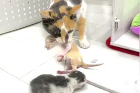 主人趁猫妈不在，偷偷把奶猫抱出来，猫妈回来就不干了视频封面