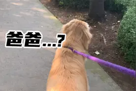 当主人假装不认识金毛狗时? 狗狗的反应是什么样子的?视频封面