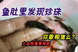 虾虎鱼肚子里竟然发现珍珠，到底是怎么回事，大自然真是太神奇了视频封面