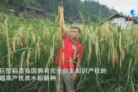 真•禾下乘凉！贵州榕江近2米巨型稻试种成功视频封面