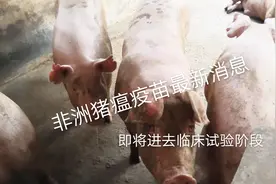 好消息，非洲猪瘟疫苗即将进入实验阶段，猪很快就有救了视频封面