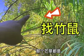鱼有鱼道鼠有鼠路？小钟分享如何寻找竹鼠，茅草堆里一找一个准视频封面