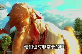 印度养出全世界最美丽的山羊，生物多样性，彷佛复刻中国麒麟一般视频封面