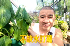绣球小苗一加仑，盆土一直很湿，为啥叶子还是蔫了？视频封面