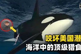 没有天敌的深海动物，咬坏美军潜艇，虐杀虎鲸和鲨鱼视频封面