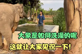 大象是如何洗澡的呢，这就让大家见识一下！