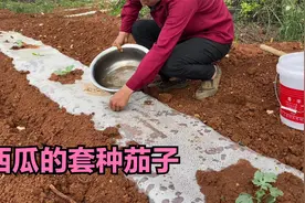 露天西瓜套种茄子，地膜种子产量高，一举多得视频封面