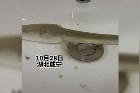 黑鱼被遗忘在卫生间一年，饿的瘦成了“蝌蚪”，最后被放生回湖里视频封面