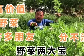 农村野菜两大宝，茵陈和艾草，不但可以做菜吃价值更是高，了解下视频封面