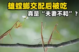 为何母螳螂“事后”会吃掉公螳螂？原来我们被黑猫警长欺骗了多年视频封面