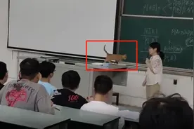 雨天猫咪闯进课堂跳上讲台，网友：学长也来听课了视频封面