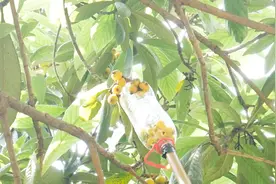 教你自制摘果子的“神器”，不上树不用梯子，想吃哪个摘哪个