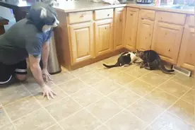主人戴着猫头套来见猫咪，猫咪吓的如临大敌！猫就是视觉动物啊！视频封面